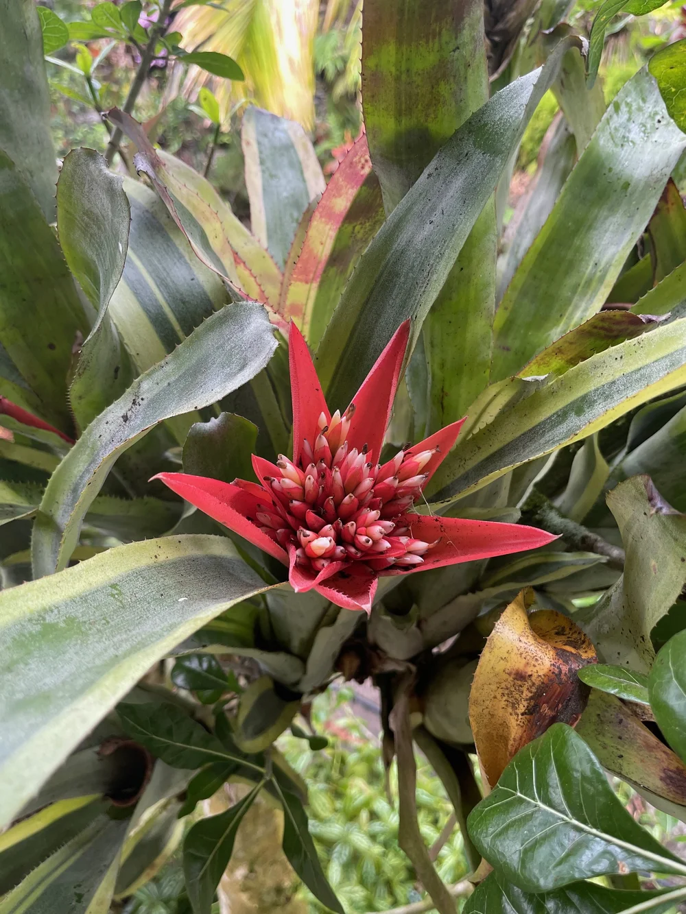Canmea 'Galaxy' Albomarginata — Vintage Green Farms with Tom
